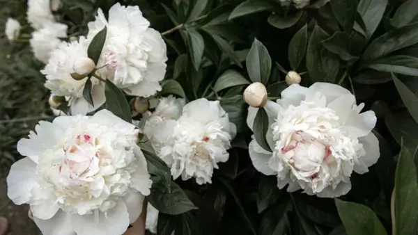 Почему не цветут пионы: 4 ошибки, которые губительно влияют на растение