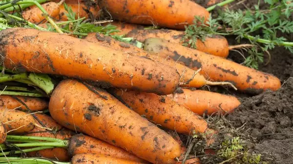 Чем подкормить морковь, чтобы выросла большой и сладкой: какое удобрение лучше