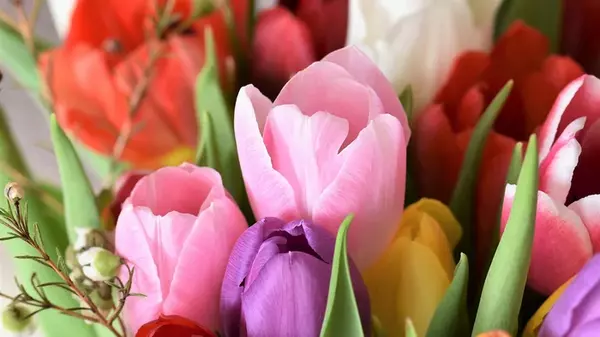 Что делать с тюльпанами после цветения: срезать или оставить как есть
