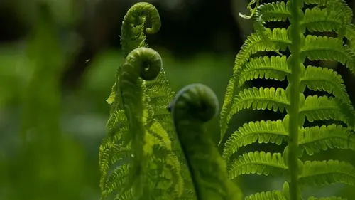 Секрет пышных папоротников: что обязательно сделать в марте, чтобы растение ожило после зимы