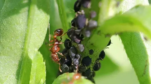 Лучше чернобривцев: посадите такие растения — муравьи и тля исчезнут навсегда из вашего сада