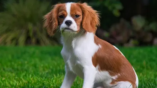 Прогулка может обернуться для собаки болезненной болезнью кожи: о чем стоит знать владельцам