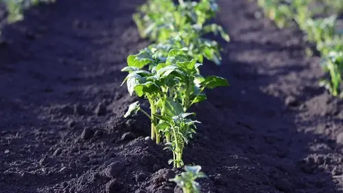 Какие сорта картофеля считаются самыми худшими: они невкусные, водянистые и формируют мелкие клубни