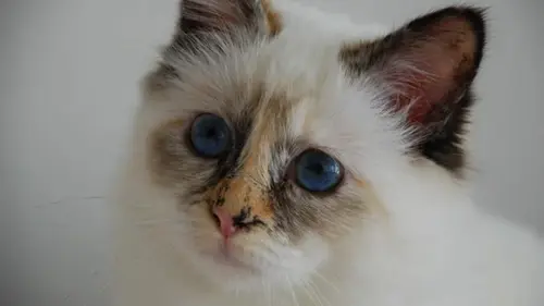 7 самых преданных пород кошек, которые никогда не оставят вас в одиночестве