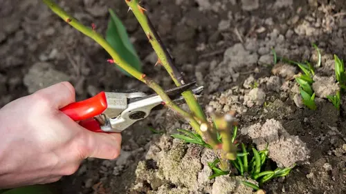 Весенняя обрезка розы стимулирует цветение: летом распустятся как никогда прежде