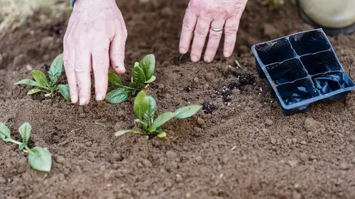 Не упустите момент: эти культуры можно сажать на огороде до Благовещения