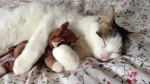 Пушистые коллекционеры: топ-7 странных предметов, которые собирают кошки