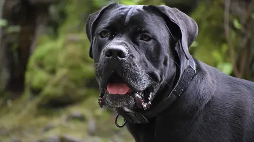 Кинолог назвал 3 породы собак, которых никогда бы не завел: в чем причина