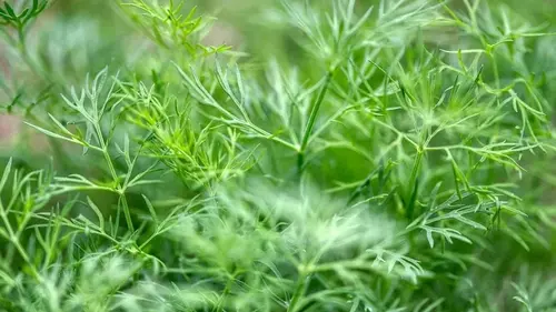 Зачем опытные огородники рассыпают семена укропа по всему огороду: какая его польза