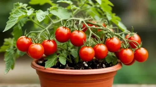 Помидоры на подоконнике можно вырастить из одного свежего: как это сделать