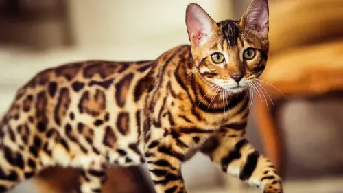 Каких кошек стоит завести в 2026 году: ветеринары назвали 6 самых популярных пород