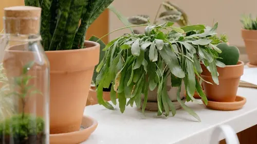 Можно ли удобрять комнатные растения яичной скорлупой: что говорят эксперты