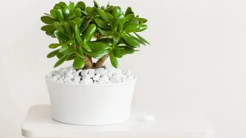 Что нужно денежному дереву в марте: простые советы для пышного роста