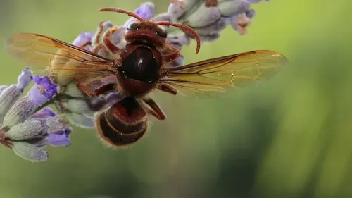 Семь садовых растений, которые, как магнит, притягивают шершней