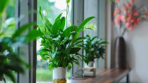 Как часто нужно поливать спатифиллум: полезные советы от специалистов