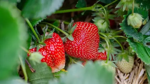 Ягоды некуда будет девать: чем подкормить клубнику, чтобы собрать обильный урожай сладких плодов