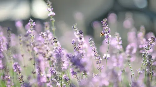 Посыпьте это под лаванду — и кусты зацветут, как никогда раньше