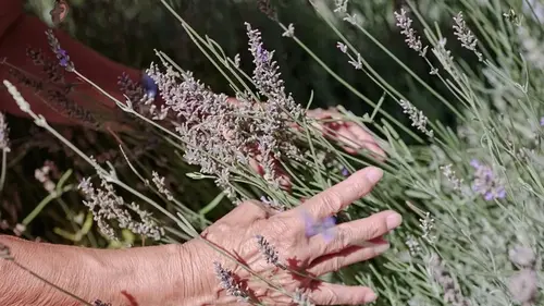 Что обязательно нужно сделать в марте для пышных кустов лаванды