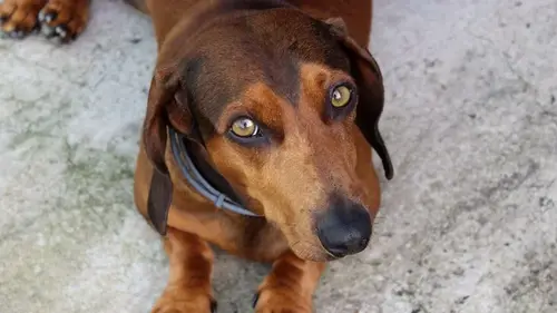 Хозяину на заметку: как точно определить возраст собаки без паспорта по пяти признакам