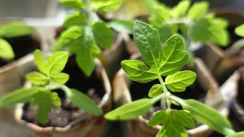 Как выращивать рассаду помидоров, перца и капусты дома