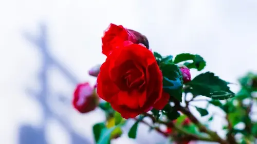 Розы почернели после зимы: есть простой способ «оживить» кусты за 7 дней