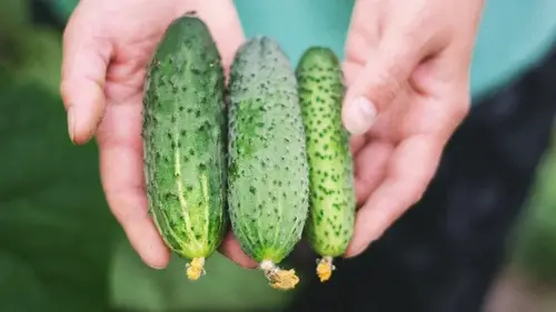 С одной грядки соберете не одно ведро огурцов: сорта, которые стоит посадить этой весной