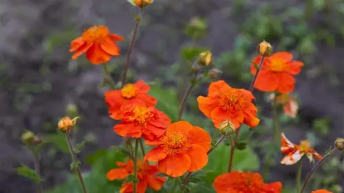 10 многолетних цветов, которые с годами становятся только лучше: эксперты назвали сорта