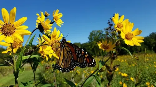 Растет сам по себе и не исчезает: овощ, который обеспечит вас урожаем навсегда