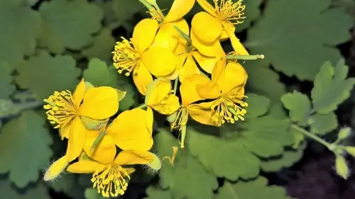 Почему нельзя уничтожать чистотел на своем огороде: как его использовать с пользой