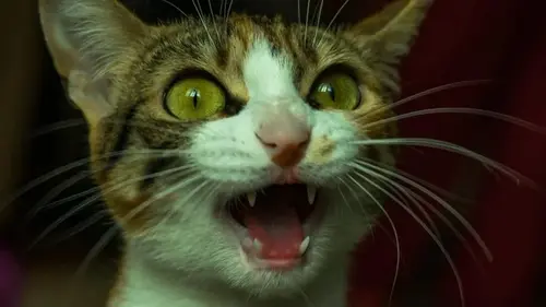 Весенняя уборка угрожает домашним любимцам: как избежать отравлений и болезненных ожогов