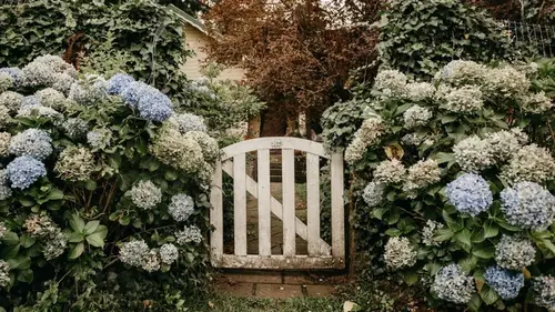 Апрель решает все: какие растения стоит обрезать для обильного цветения