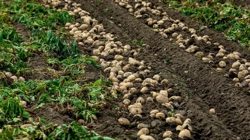 Какие сорта картофеля не стоит сажать на своем огороде: клубни растут мелкими и невкусными