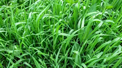 Как избавиться от пырея без химии: реальный опыт