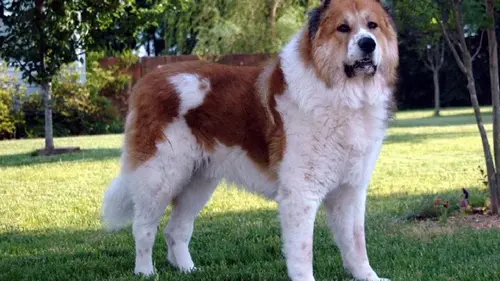 Кинолог назвал 3 породы собак, которых он никогда бы не завел: в чем причина