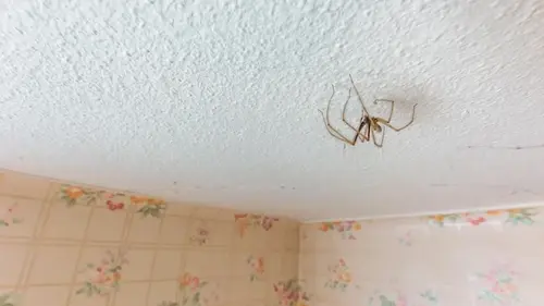 Почему не стоит выпускать домашних пауков на улицу