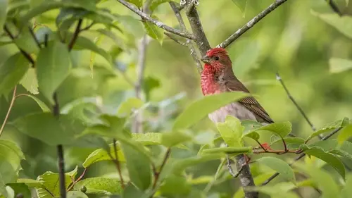 Птицы и грызуны боятся этого, как огня: как защитить свой сад и огород от незваных гостей