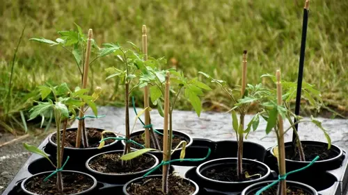 Рассада помидоров будет крепкой без магазинной «химии»: что добавить в воду при поливе