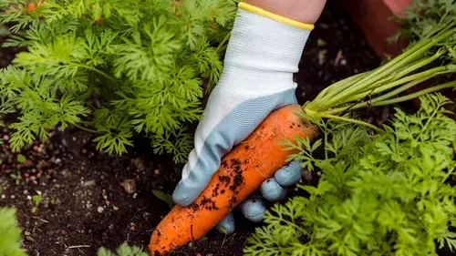 Какие овощи сажать в апреле: 7 культур для быстрого урожая