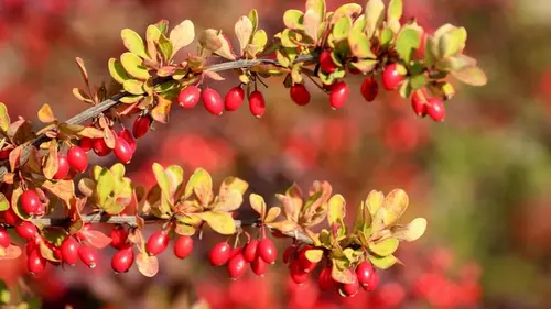 10 кустарников, которые никогда не следует сажать в своем дворе