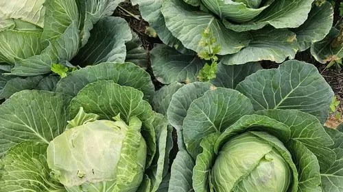 Вы разрушаете свой урожай капусты, даже не подозревая: не подкармливайте ее этим