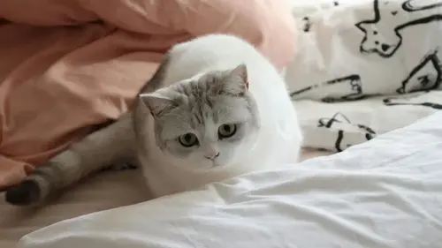 У людей, которые пускают животных в постель, есть одна общая черта