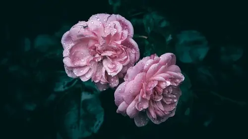 Как и когда поливать розы: советы экспертов для здоровых кустов и больших цветов