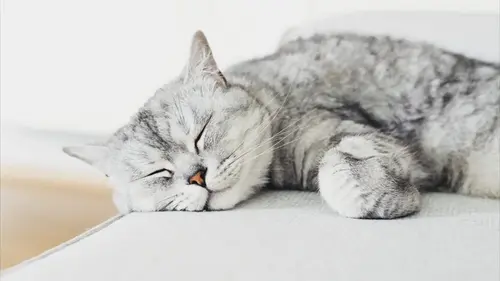 Не просто привычка: эксперты объяснили, почему на самом деле кошки спят возле людей