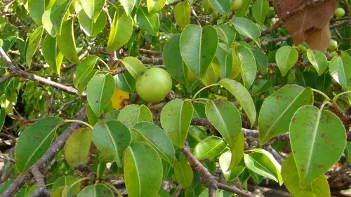 С него льётся яд, а плоды могут убить: что это за ужасное дерево (видео)