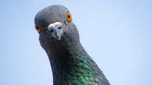 Какой цвет отпугивает голубей: как эффективно и без труда защитить балкон