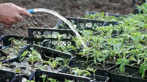 После пикировки томаты нужно подкормить: 3 домашних удобрения для крепкой рассады