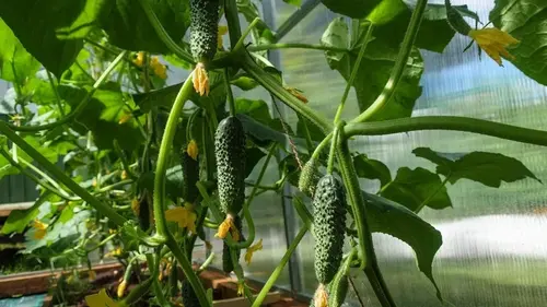 Лучшие сорта огурцов, которые не боятся холода и жары: обильно будут родить до самой осени