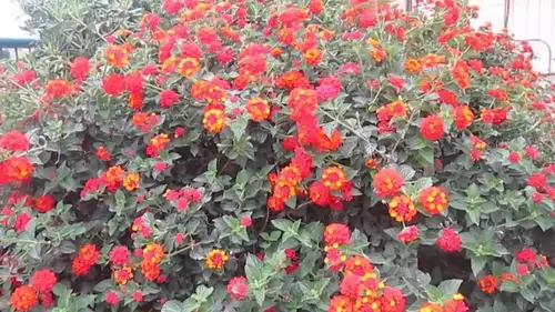 Не требует ухода и цветет до первых заморозков: назван лучший цветок для балкона