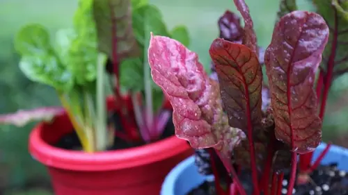 Вторая жизнь свеклы — как вырастить вкусную домашнюю зелень на подоконнике