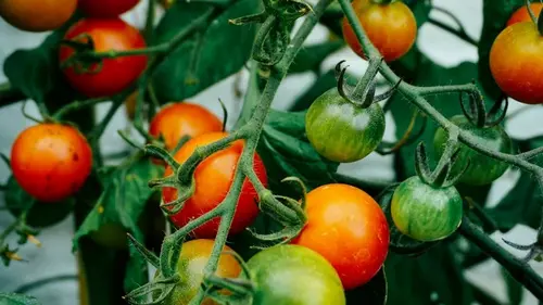 Не сделаете этого — потеряете урожай: как уберечь помидоры от фитофторы